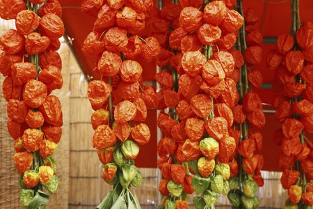 Hozuki-Shiの写真素材