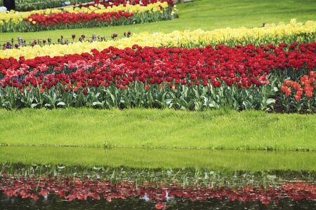 Tulip flower fieldの写真素材