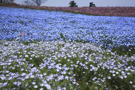 The flower garden of nemophilaの写真素材