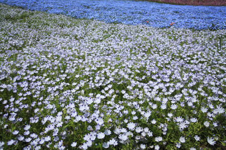 The flower garden of nemophilaの写真素材