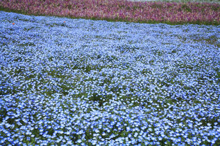The flower garden of nemophilaの写真素材