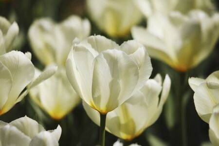 Tulipの写真素材