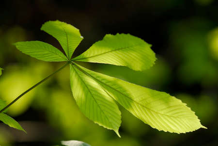 Fresh greenの写真素材