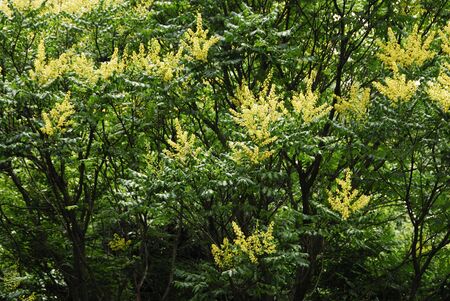 Summer flowersの写真素材