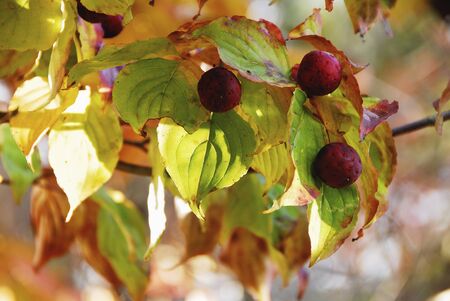 Autumn leaves