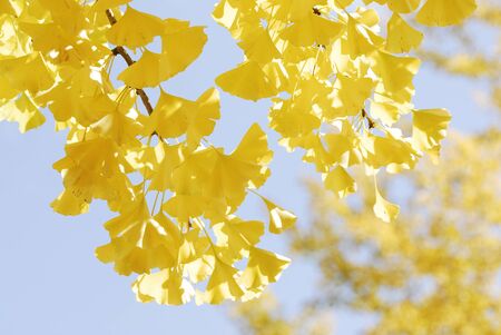 Ginkgo biloba