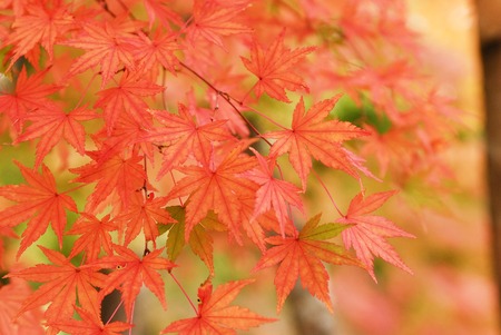 Autumn leavesの写真素材