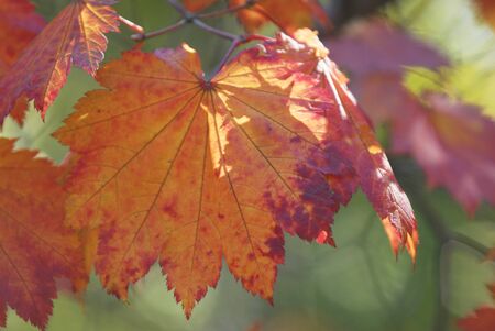 Autumn leaves
