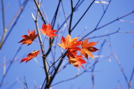 Autumn leavesの写真素材
