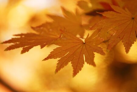 Autumn leavesの写真素材