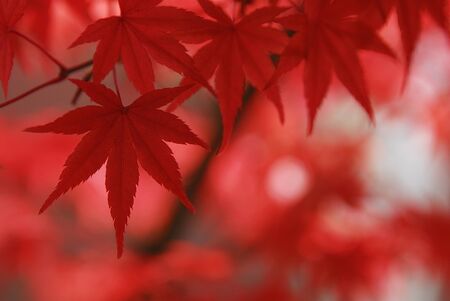 Autumn leavesの写真素材