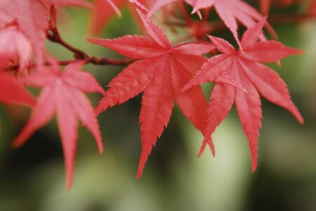Autumn leaves