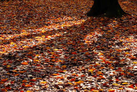 Late autumn