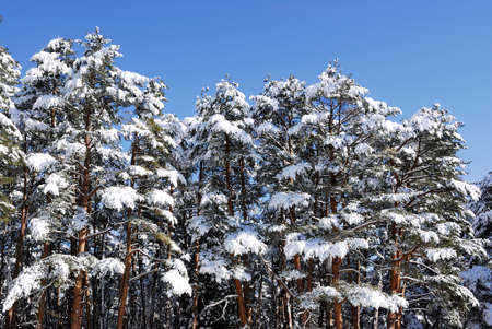 Snow and pine trees