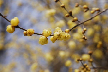 Early spring flowers