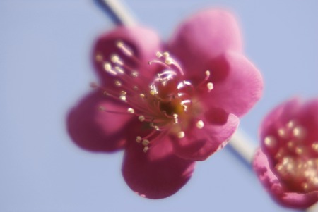 Red Plumの写真素材