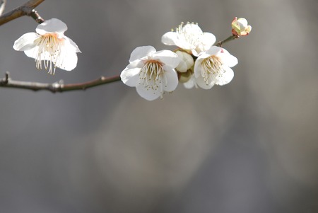 Plum blossomの写真素材