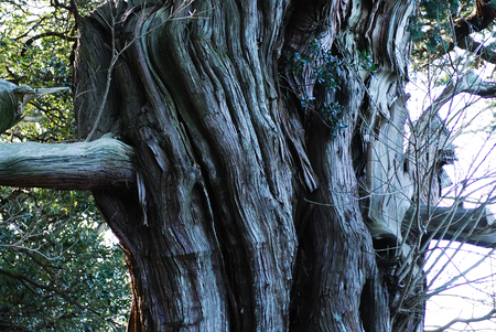 Giant treesの素材 [FY31047125169]