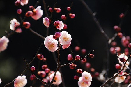 Plum blossomの写真素材