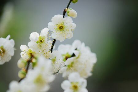 Plum blossomの写真素材