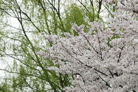 Cherryの写真素材