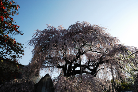 Cherryの写真素材