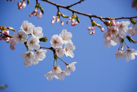 Cherryの写真素材