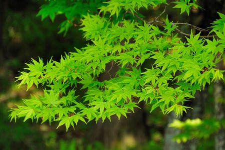 Fresh greenの写真素材