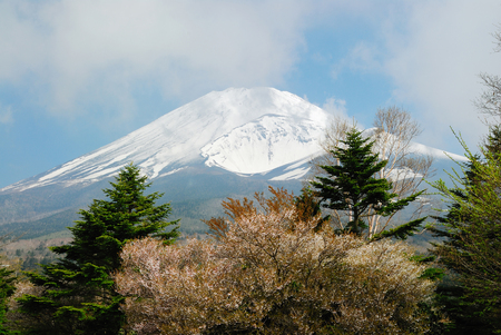 Fuji and cherry blossomの写真素材