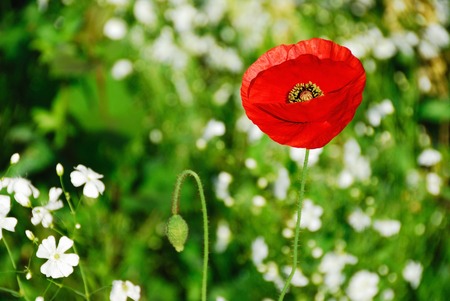 Spring flowersの写真素材