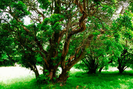 Fresh greenの写真素材