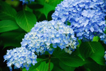 Hydrangea