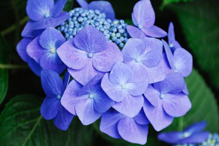 Hydrangea