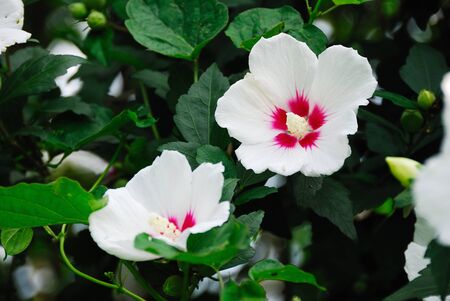 Summer flowersの写真素材