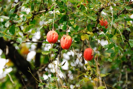 Autumn fruitの写真素材
