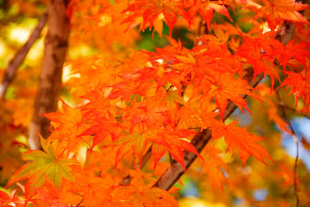 Autumn leavesの写真素材