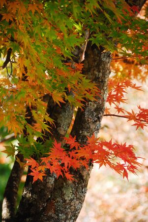 Autumn leaves