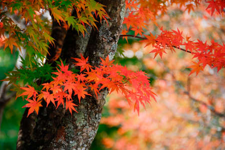 Autumn leavesの写真素材