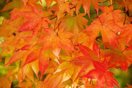 Autumn leavesの写真素材