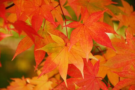 Autumn leaves