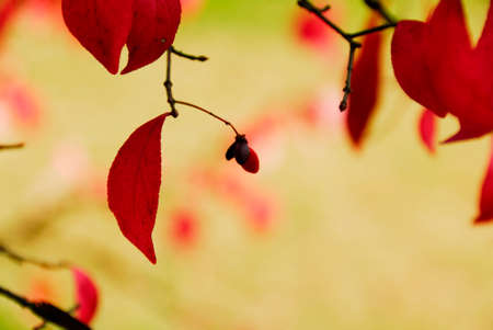 Autumn leavesの写真素材