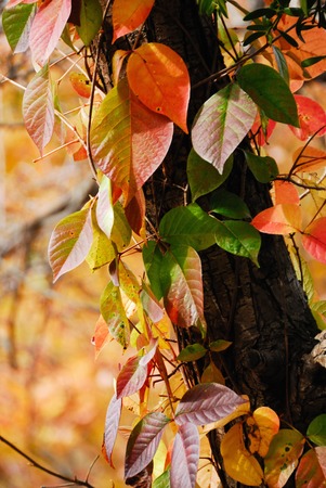 Autumn leavesの写真素材