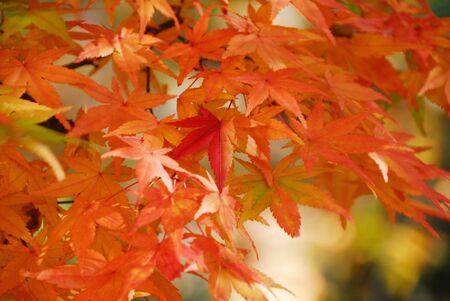 Autumn leaves