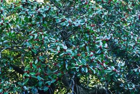 Autumn fruitの写真素材