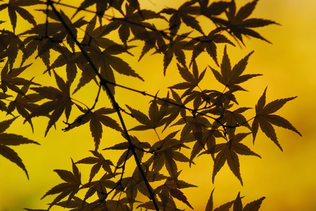 Autumn leavesの写真素材