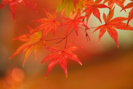 Autumn leavesの写真素材