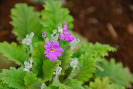 Primroseの写真素材