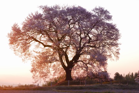 Cherryの写真素材