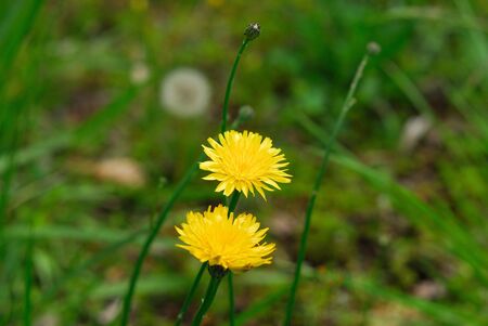 Dandelionの写真素材