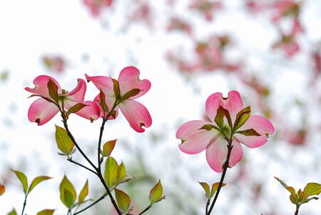 Dogwoodの写真素材